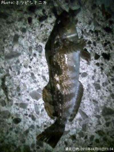 �����ʥ�