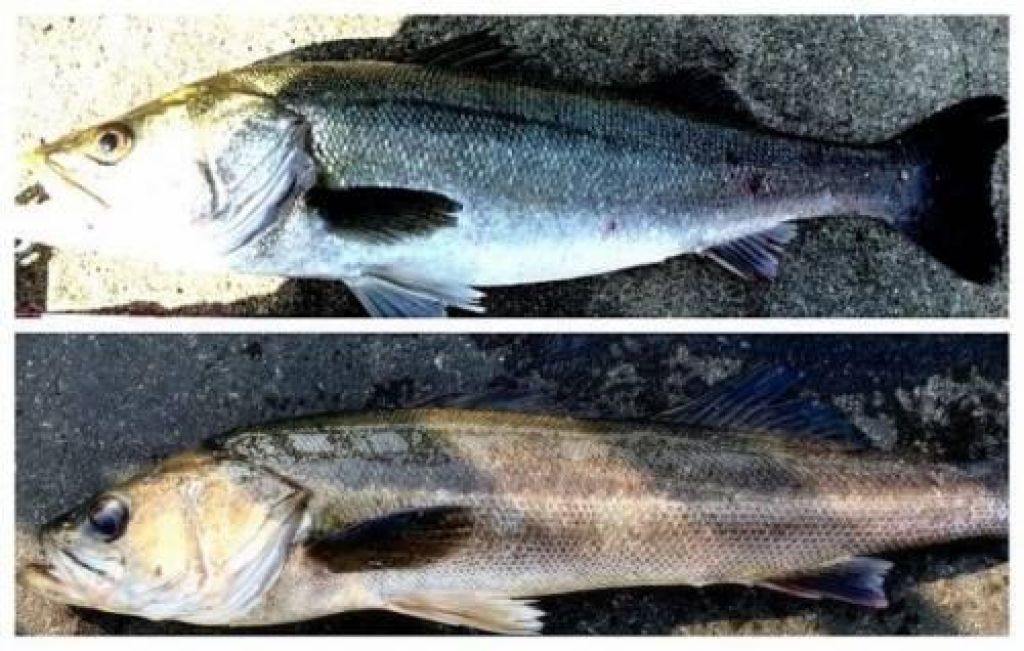 �����Х�