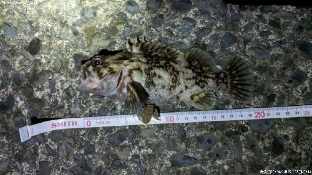 ���������饽��