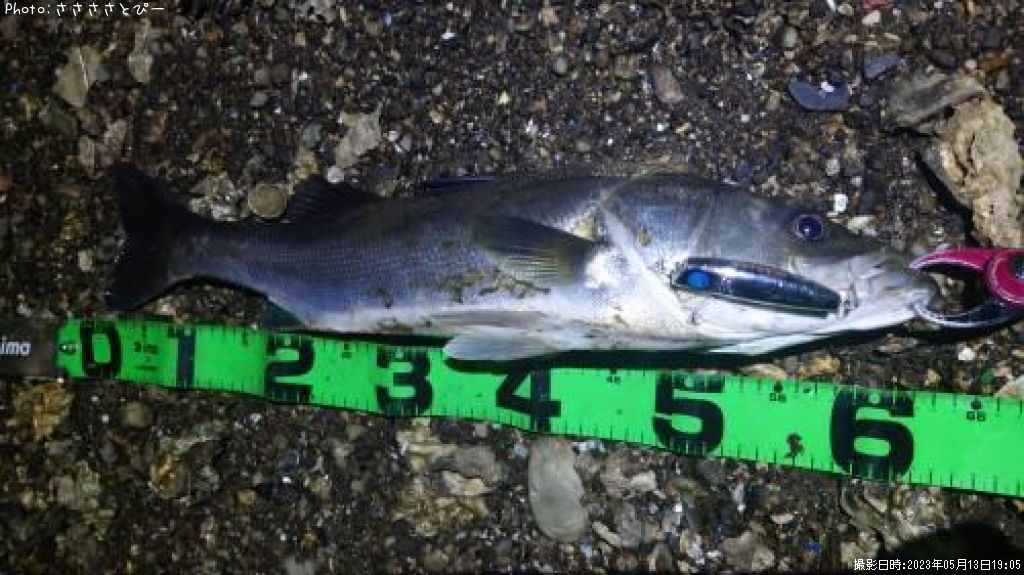 �����Х�