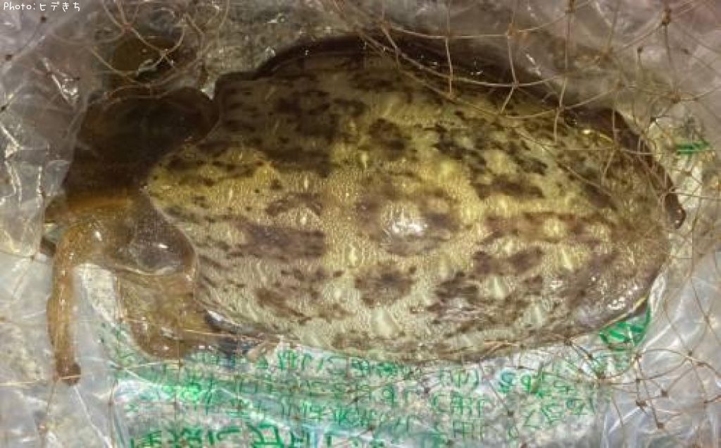 ��󥴥�����