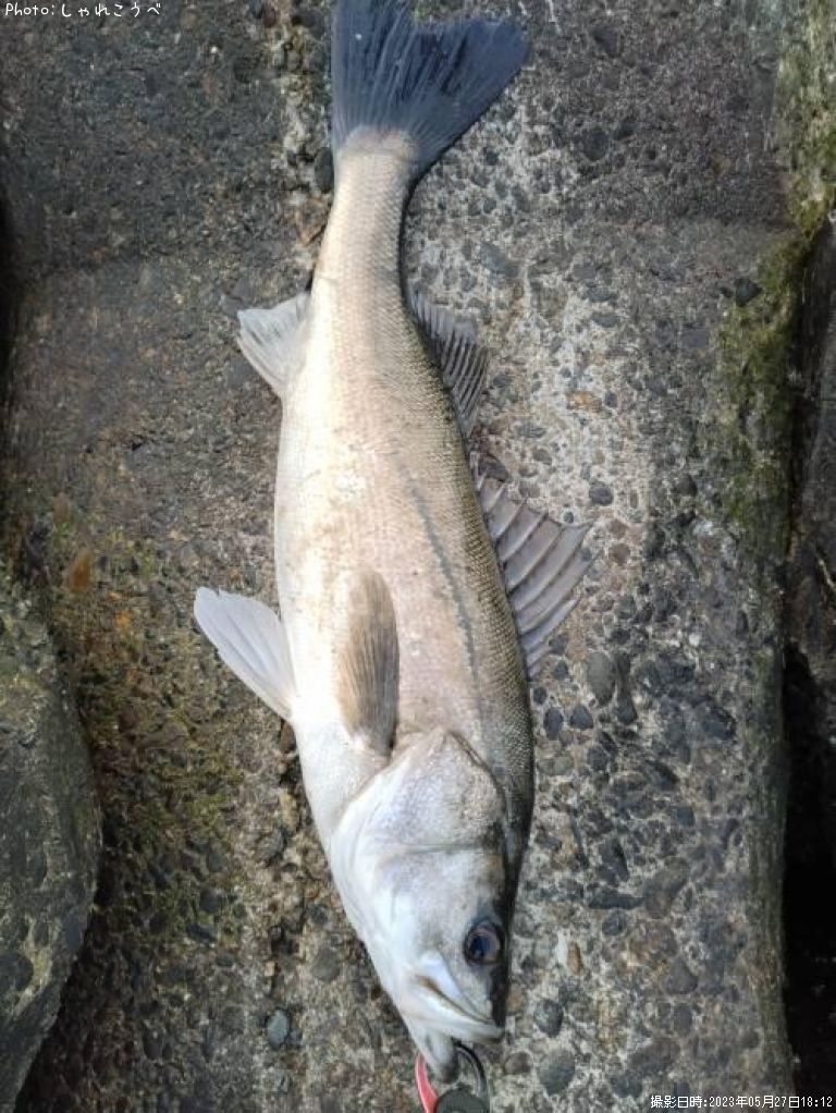 �����Х�