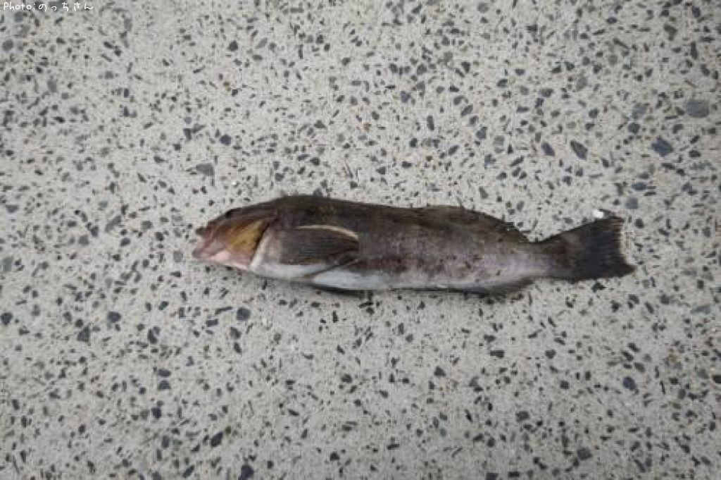 �����ʥ�