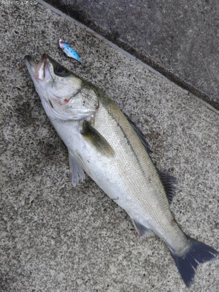 �����Х�