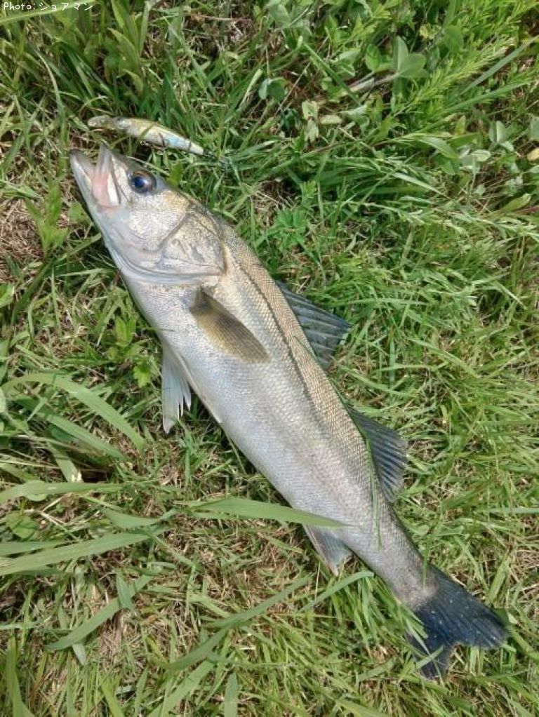 �����Х�