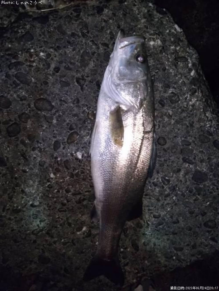 �����Х�