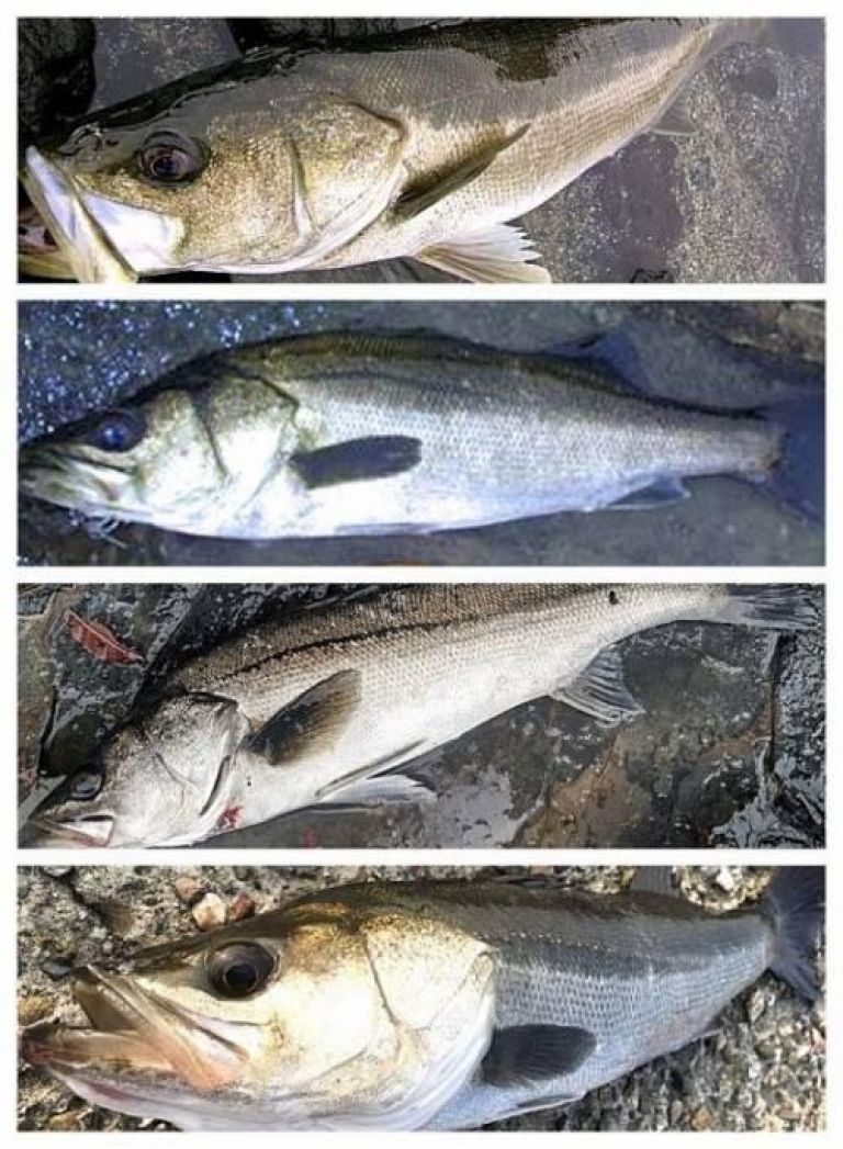 �����Х�