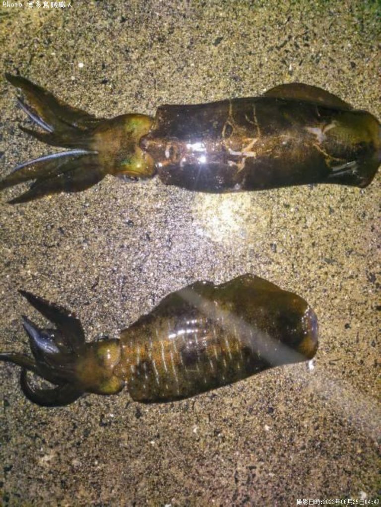 �����ꥤ��