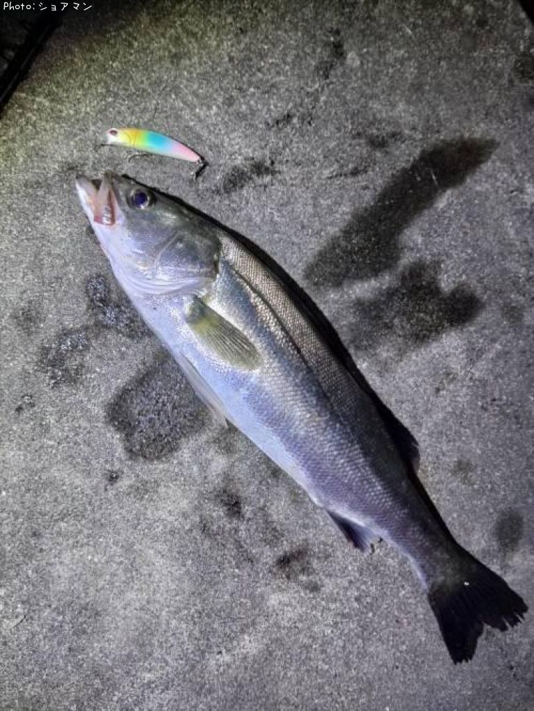 �����Х�