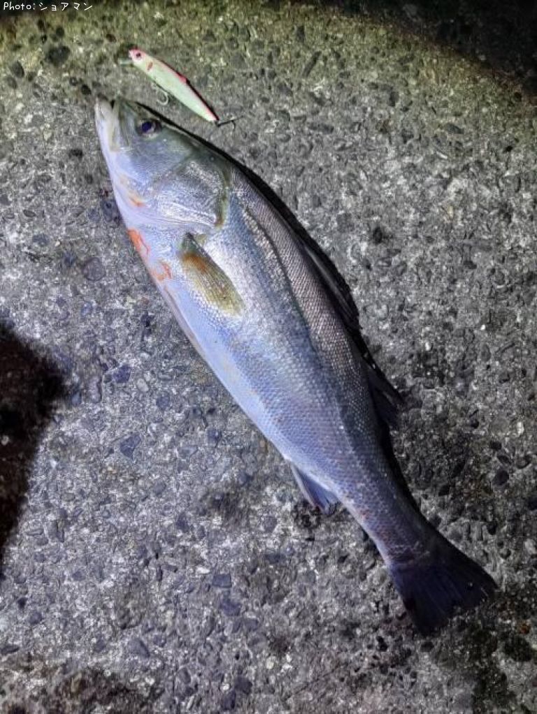 �����Х�