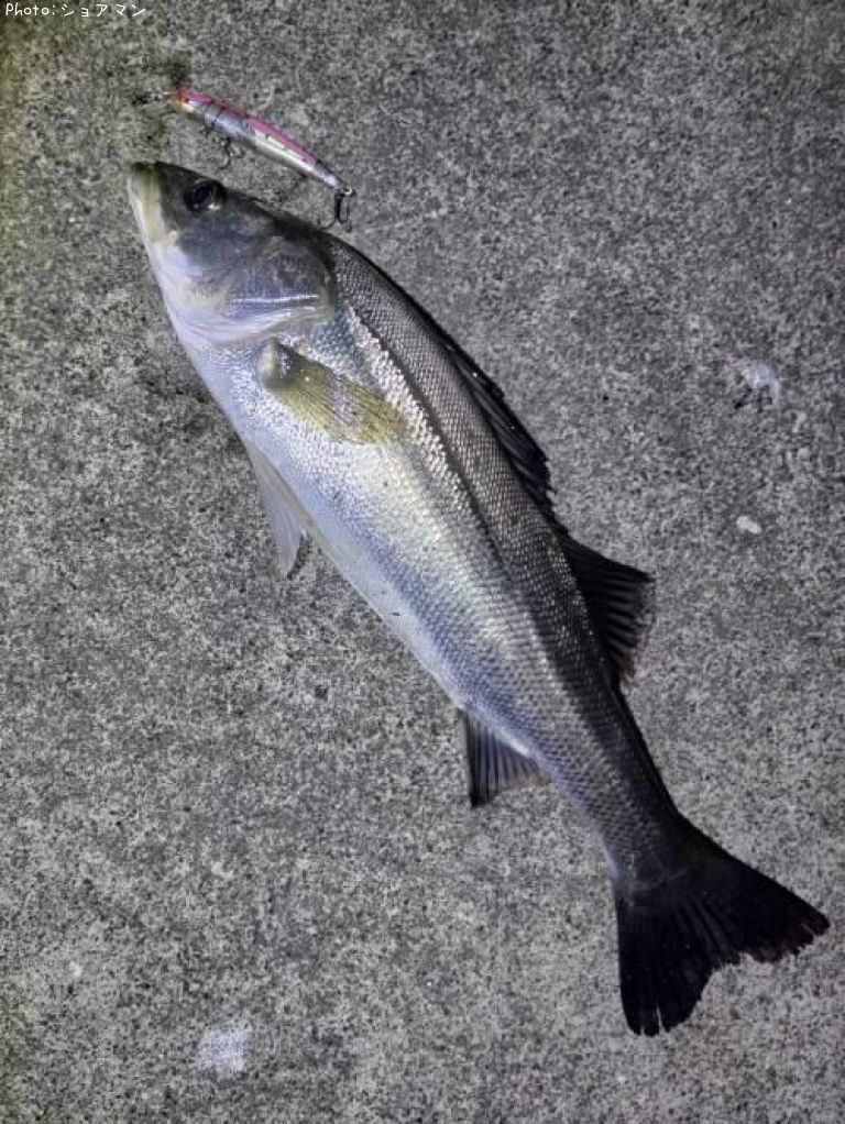 �����Х�