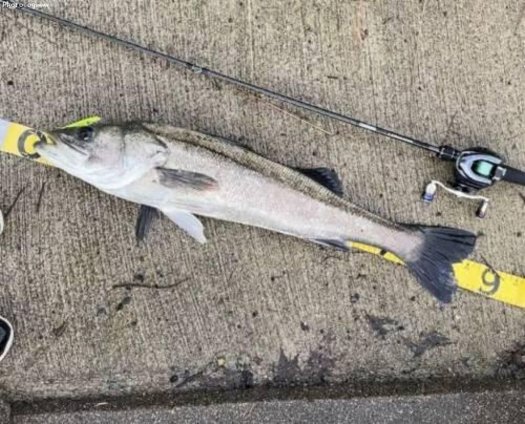 �����Х�