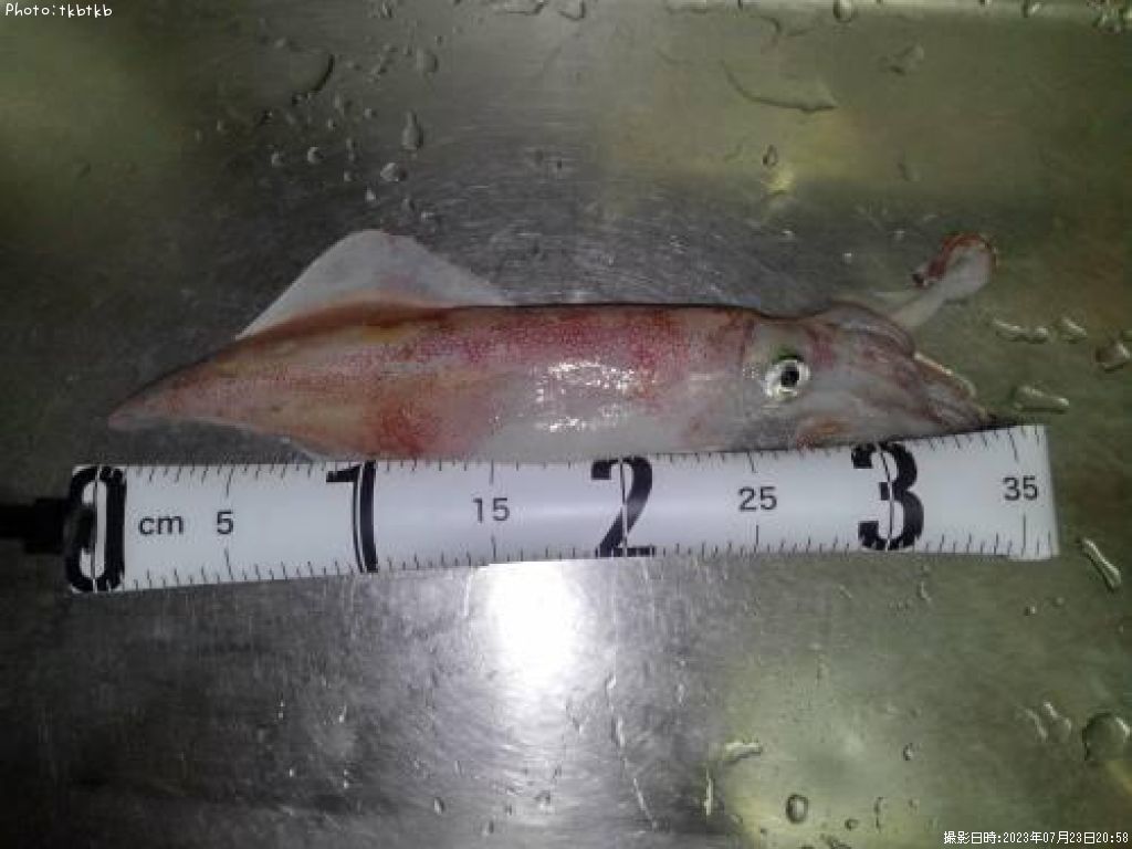 ���󥵥�����