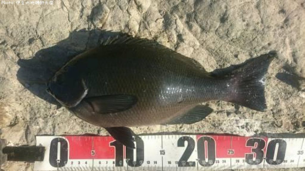 �����᥸��