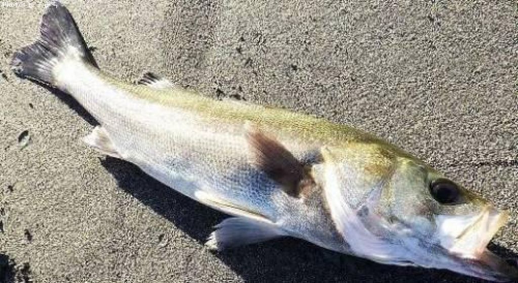 �����Х�