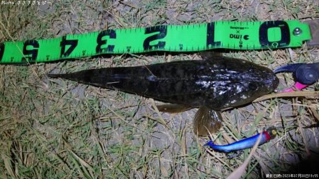 �ޥ��������ʤ����勵�ꥬ��