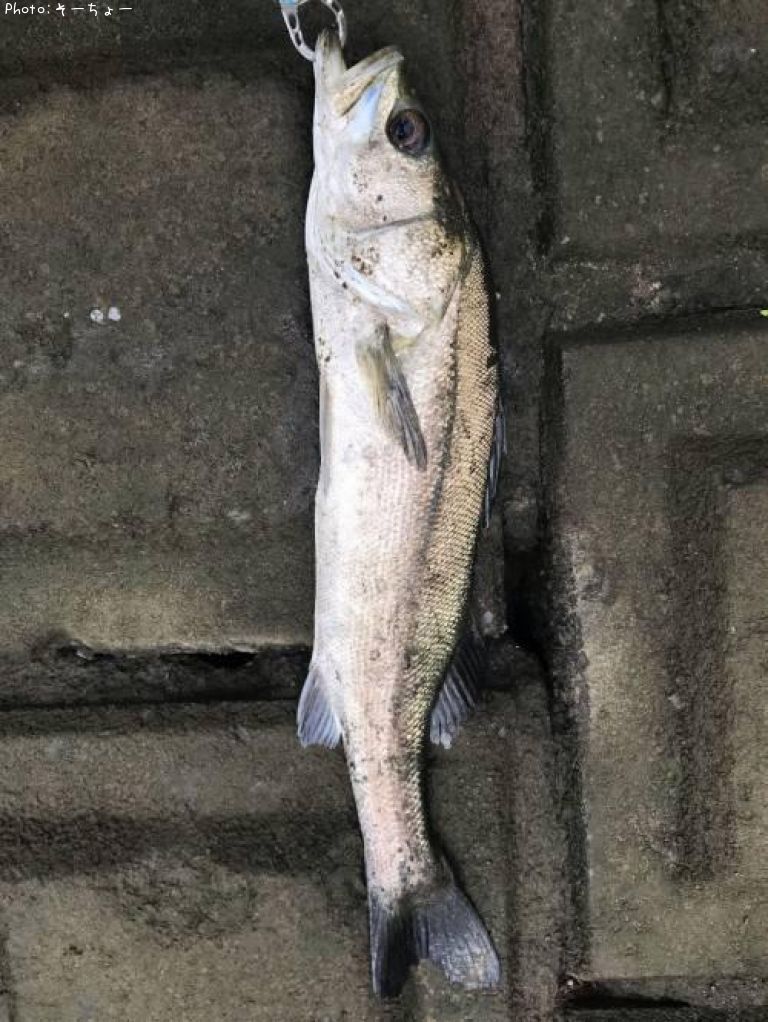 �����Х�