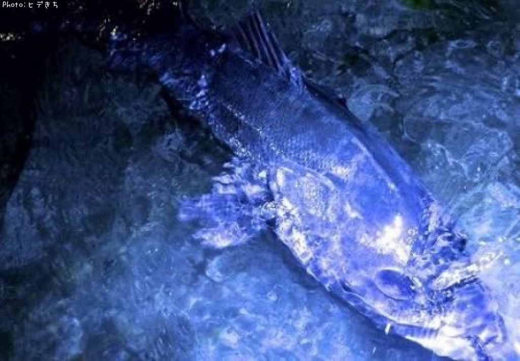 �����Х�