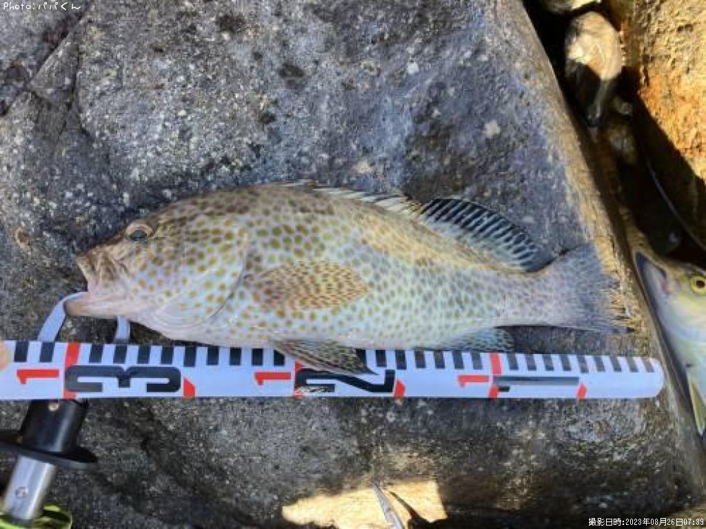 �������ϥ�