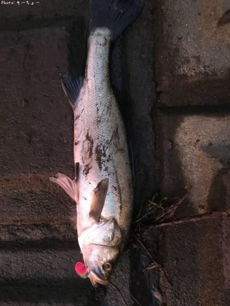 �����Х�