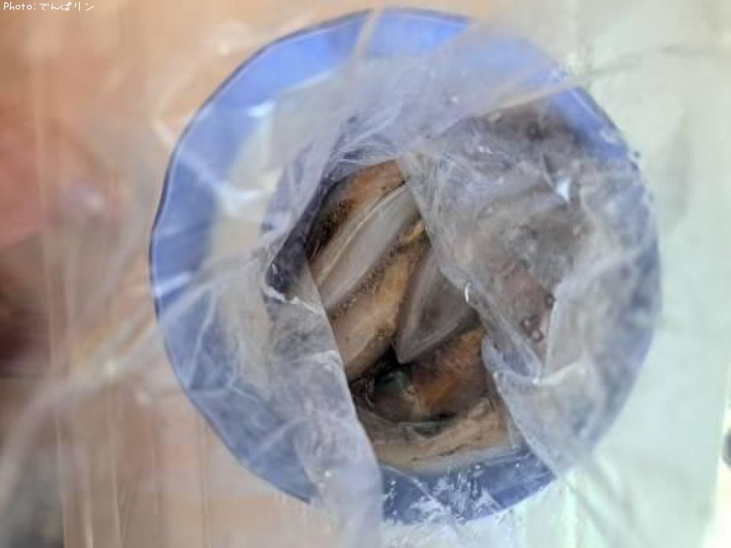 �����ꥤ��