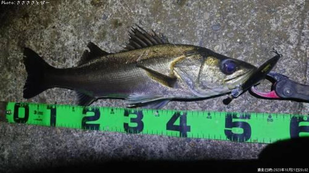 �����Х�