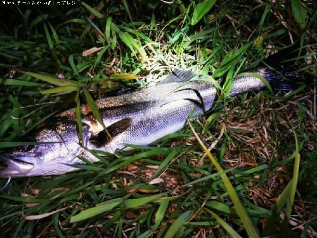 �����ꥤ��