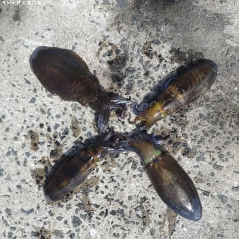 �����ꥤ��