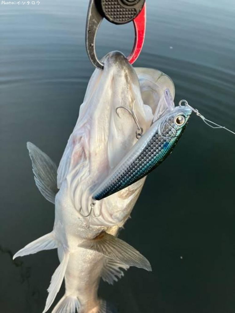 �����Х�