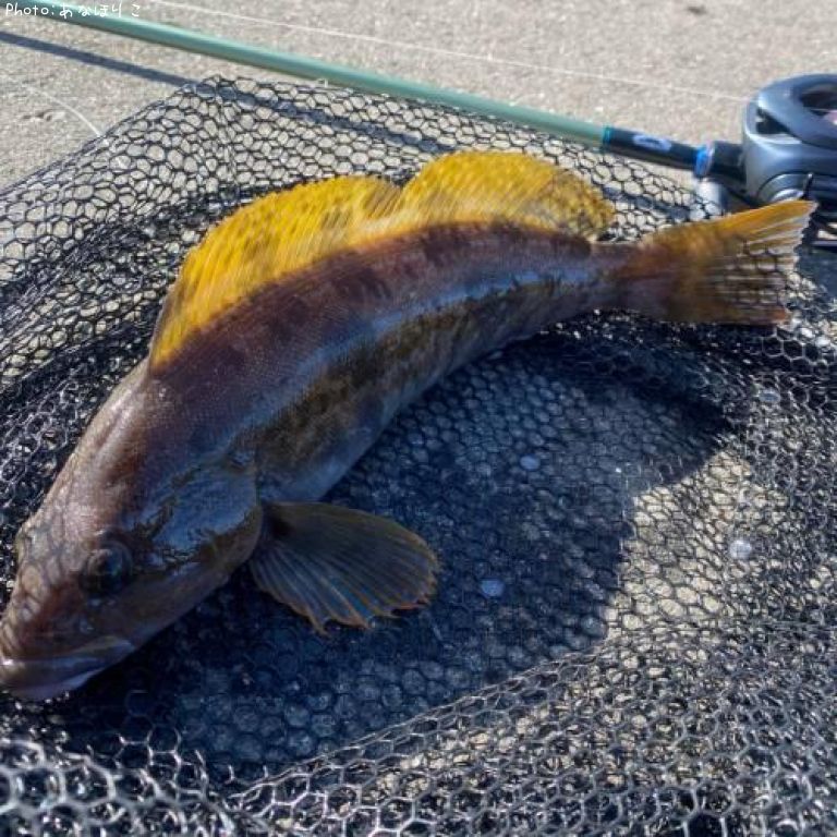 �����ʥ�