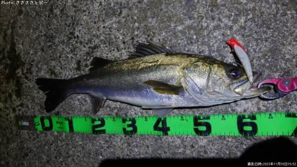 �����Х�