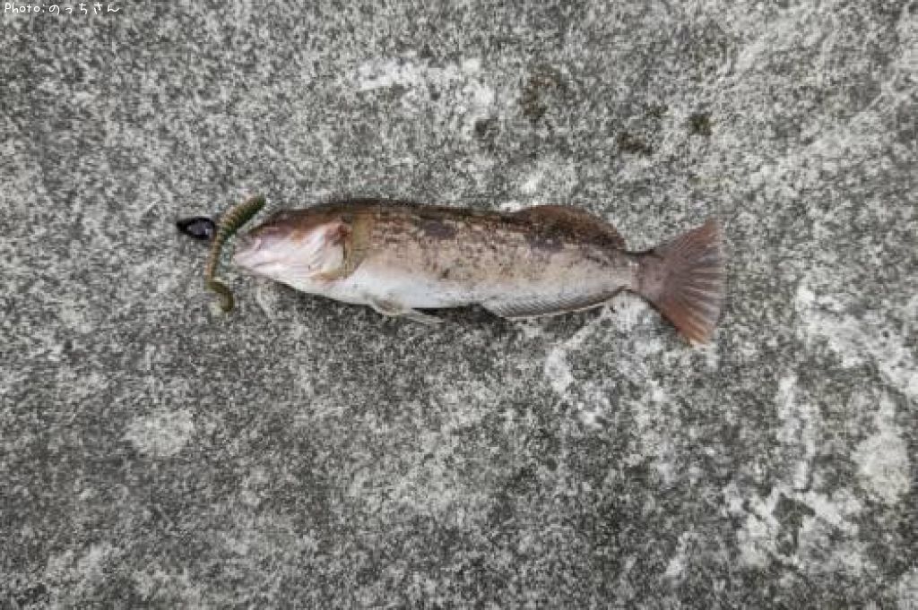 �����ʥ�