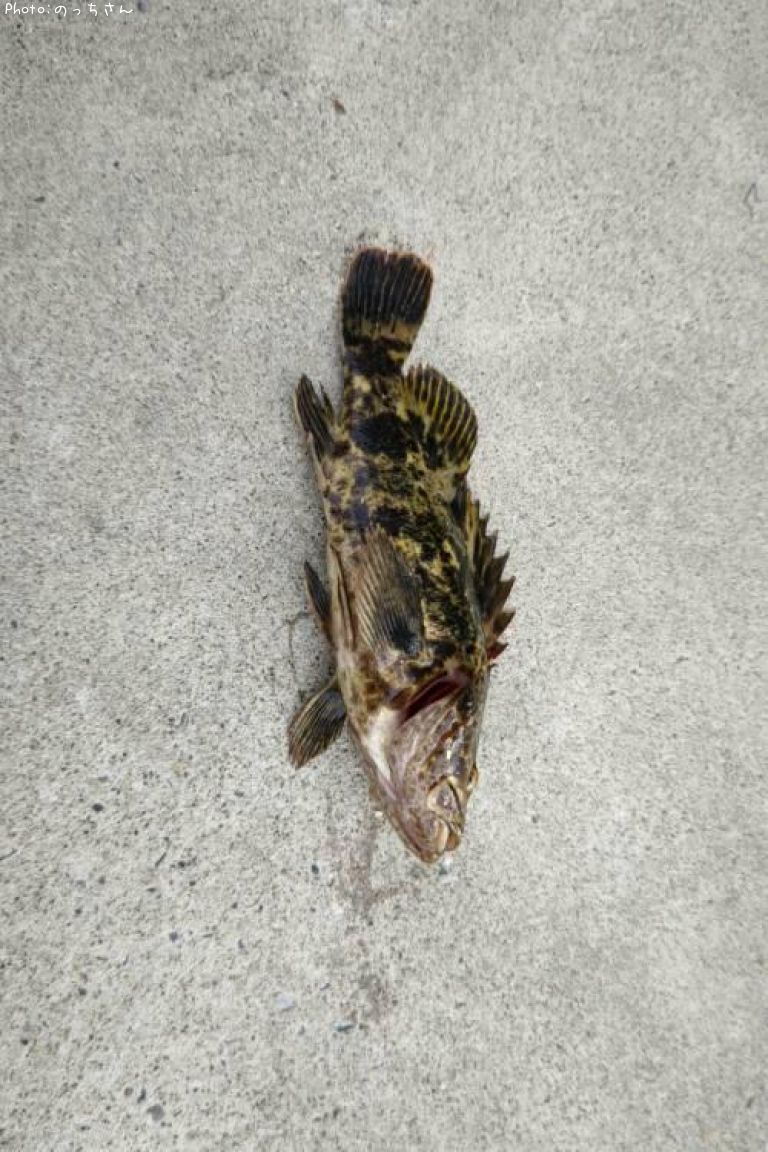 �٥å�������