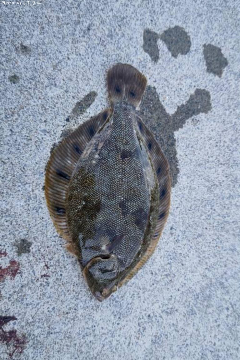 �ۥ����쥤