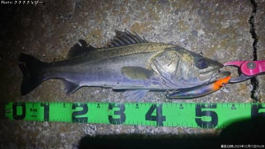 �����Х�