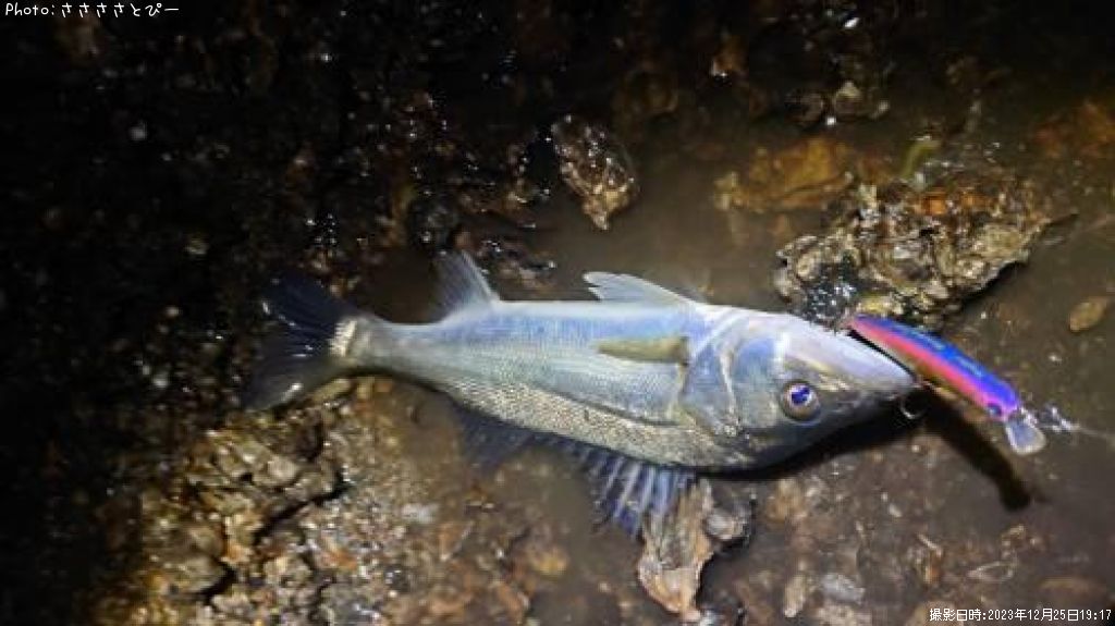 �����Х�