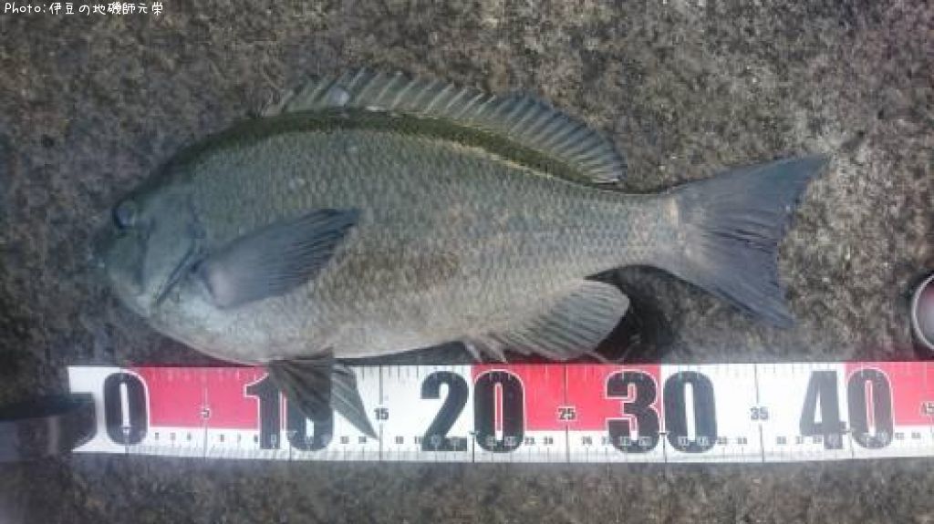 �����᥸��