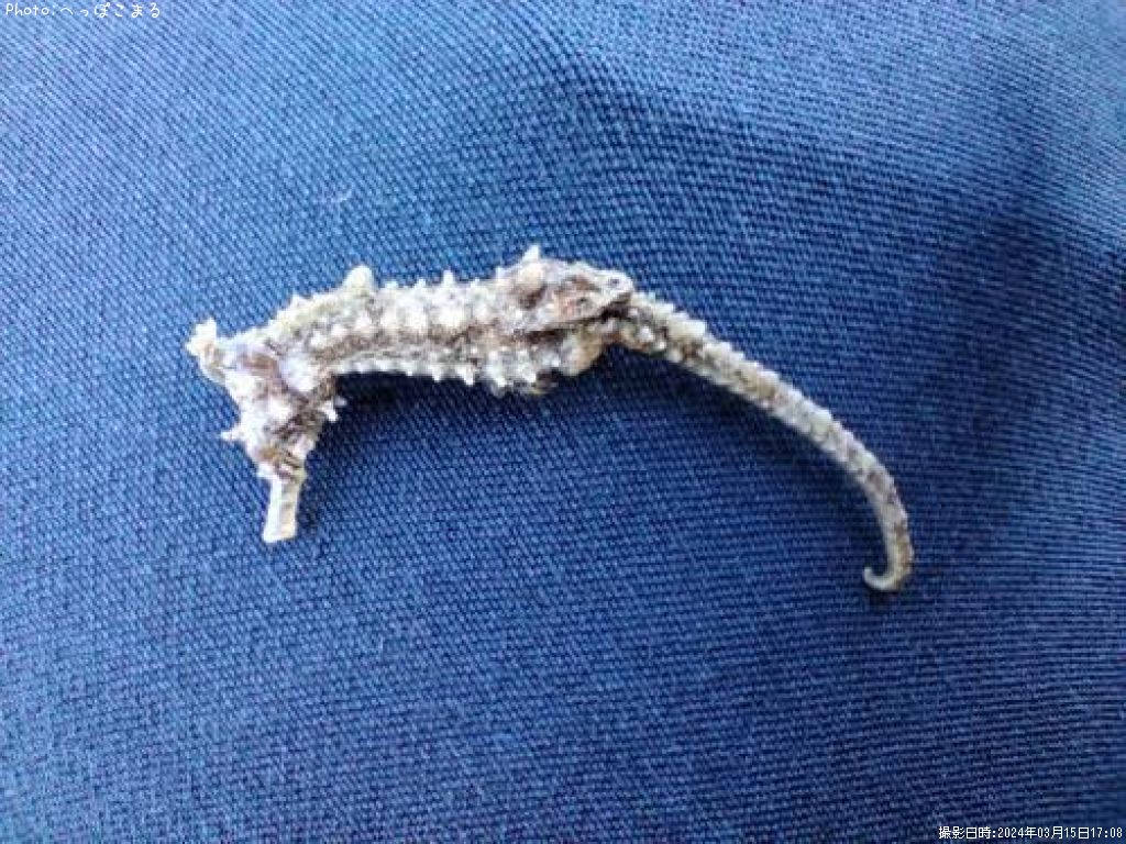 ���ĥΥ��ȥ���