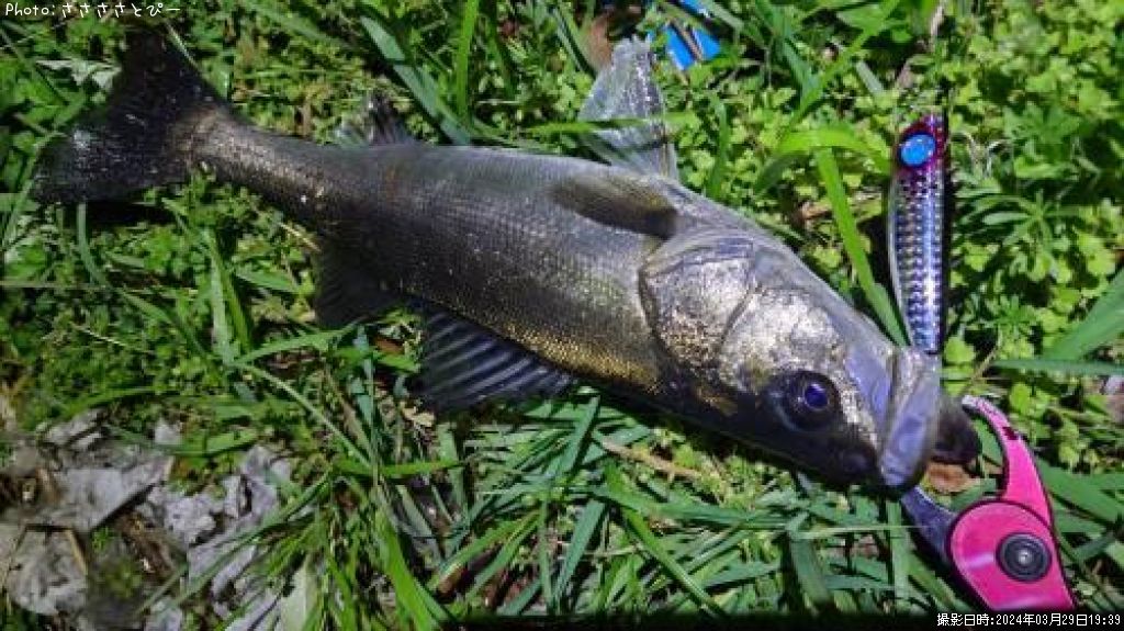 �����Х�