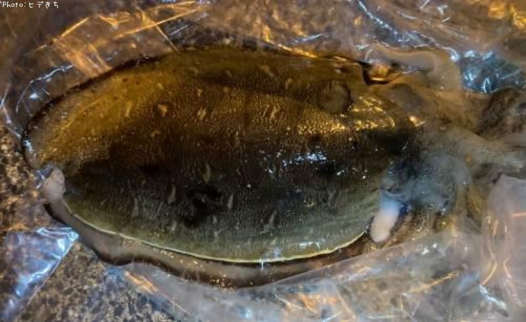 ��󥴥�����