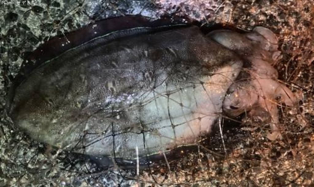 ��󥴥�����