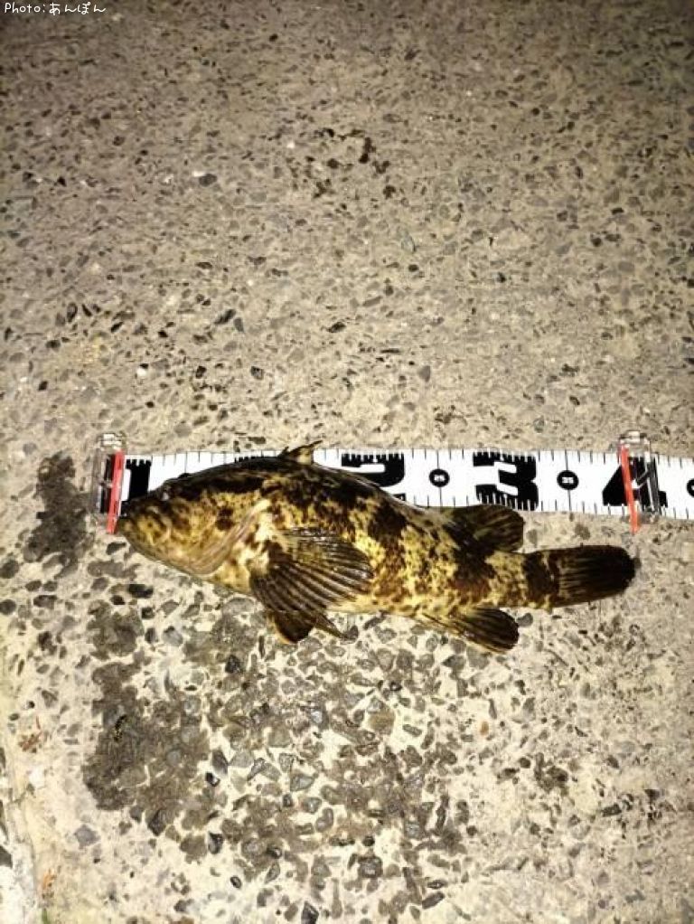 �٥å�������