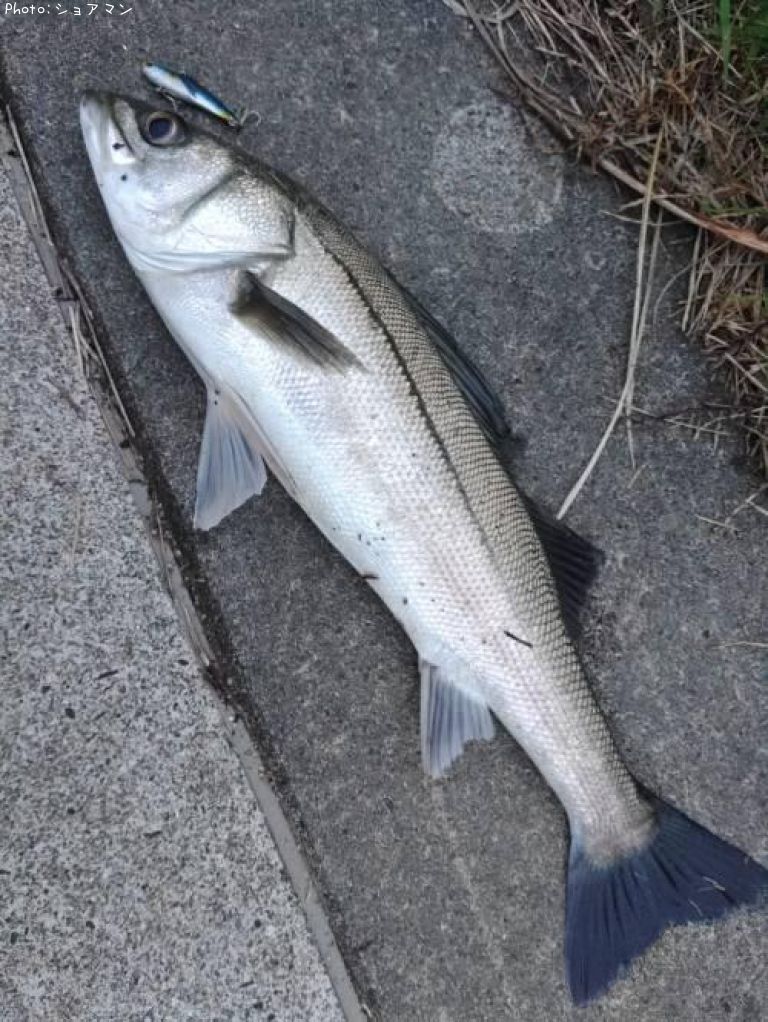 �����Х�