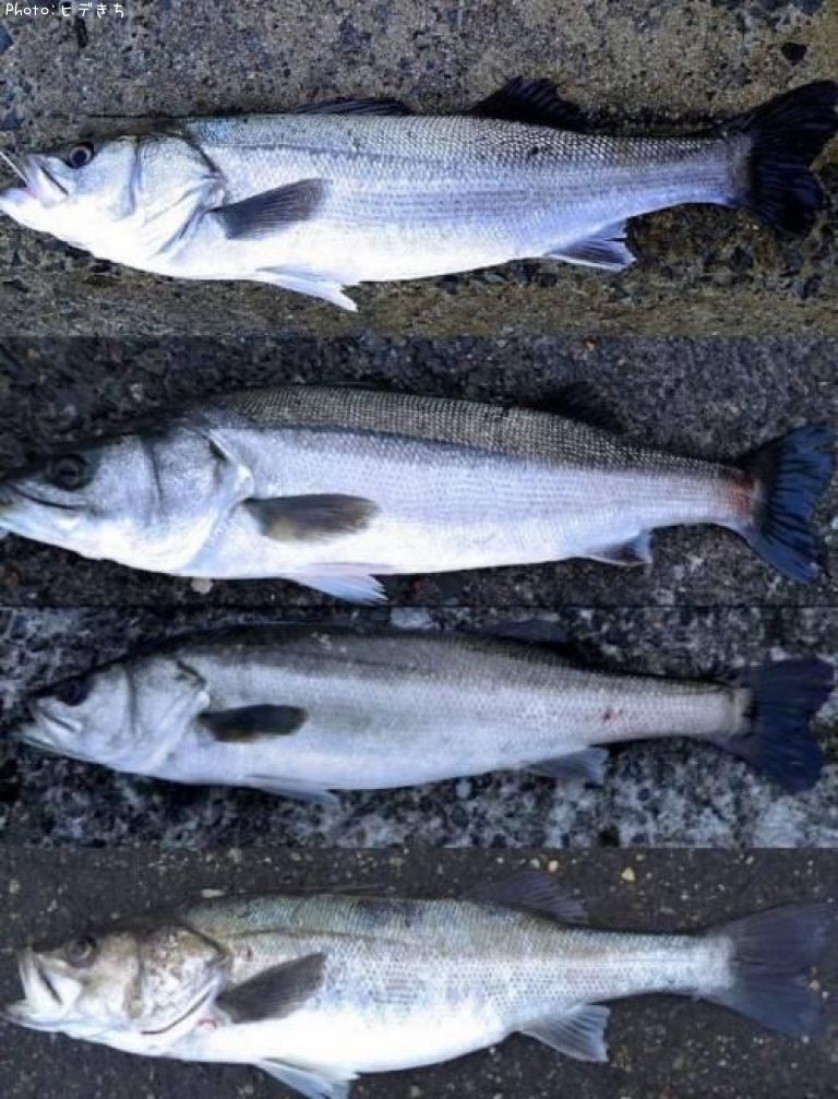 �����Х�