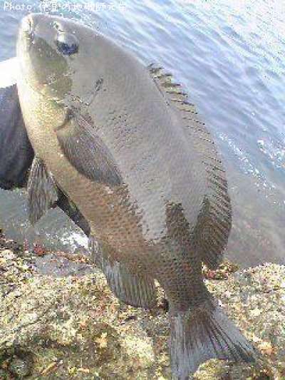 �����᥸��