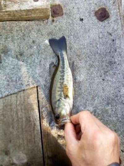 �֥�å��Х�