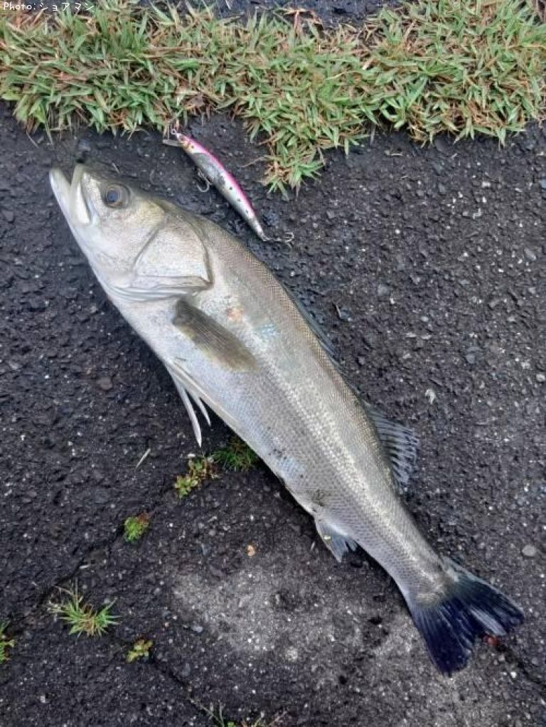 �����Х�