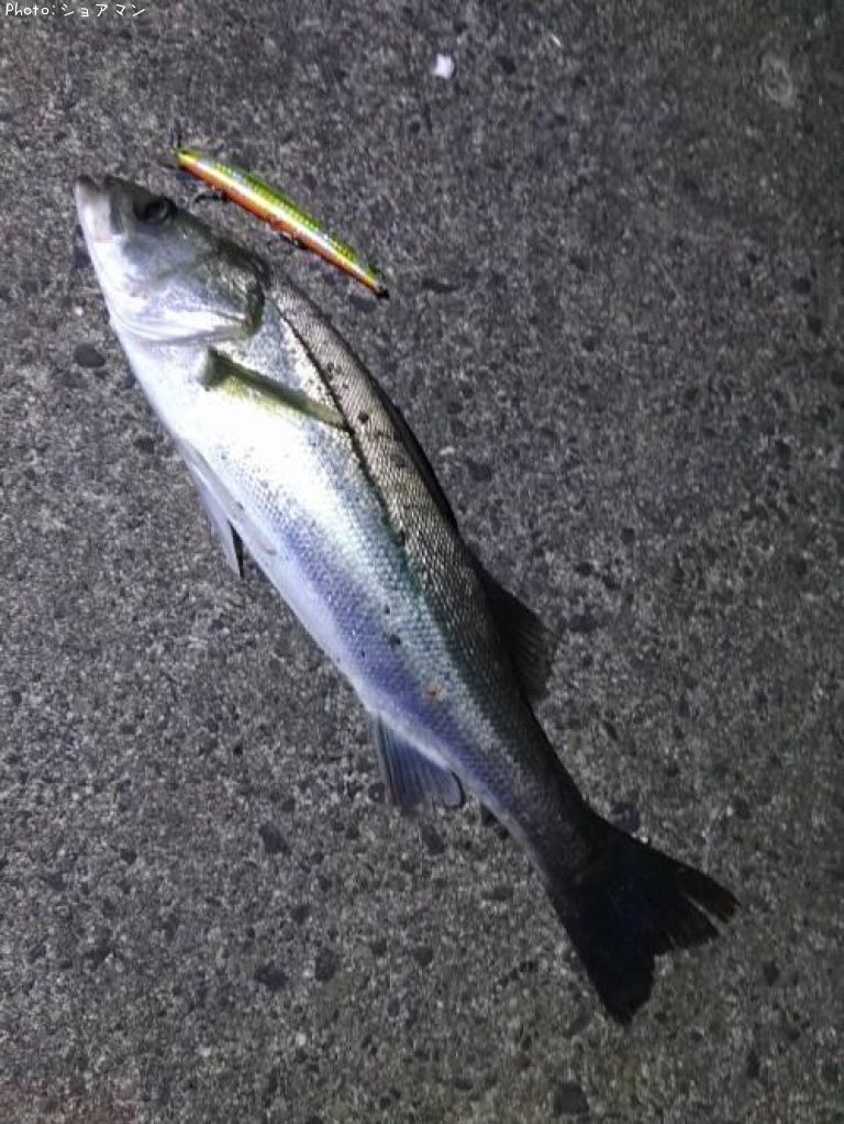 �����Х�