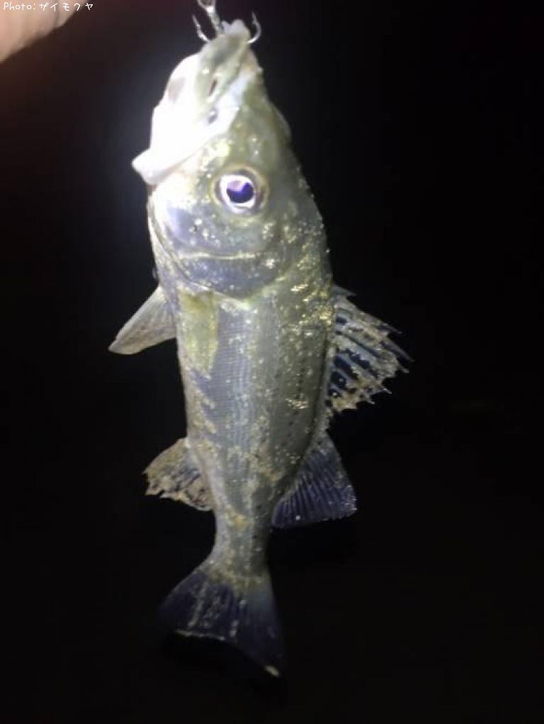 �����Х�