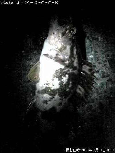 �٥å�������